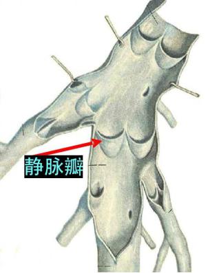 靜脈瓣與恒怡運動促通血液機理